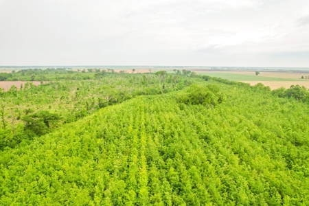 205 Acres Hunting/Recreational Land for sale in Bastrop, LA - image 41