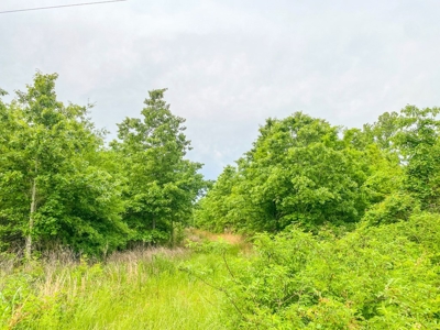 205 Acres Hunting/Recreational Land for sale in Bastrop, LA - image 2