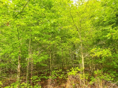 205 Acres Hunting/Recreational Land for sale in Bastrop, LA - image 14