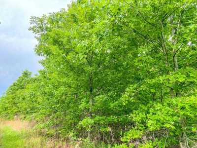 205 Acres Hunting/Recreational Land for sale in Bastrop, LA - image 8
