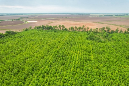 205 Acres Hunting/Recreational Land for sale in Bastrop, LA - image 37