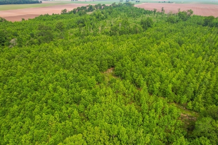 205 Acres Hunting/Recreational Land for sale in Bastrop, LA - image 43
