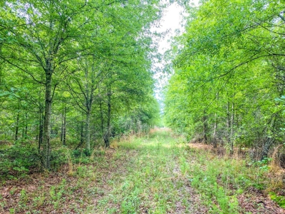205 Acres Hunting/Recreational Land for sale in Bastrop, LA - image 21