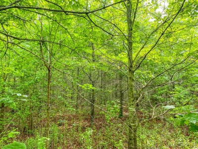 205 Acres Hunting/Recreational Land for sale in Bastrop, LA - image 15