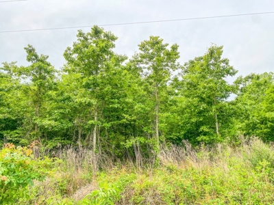 205 Acres Hunting/Recreational Land for sale in Bastrop, LA - image 3