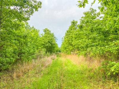 205 Acres Hunting/Recreational Land for sale in Bastrop, LA - image 9