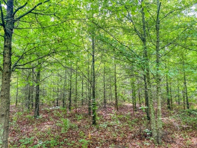 205 Acres Hunting/Recreational Land for sale in Bastrop, LA - image 18