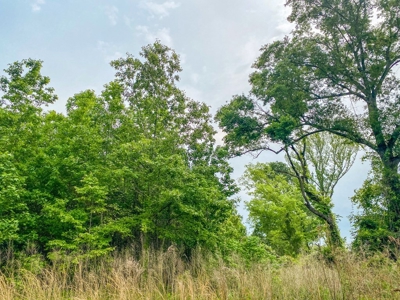 205 Acres Hunting/Recreational Land for sale in Bastrop, LA - image 17
