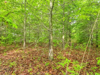 205 Acres Hunting/Recreational Land for sale in Bastrop, LA - image 12