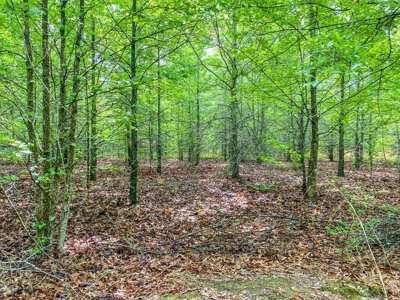 205 Acres Hunting/Recreational Land for sale in Bastrop, LA - image 20