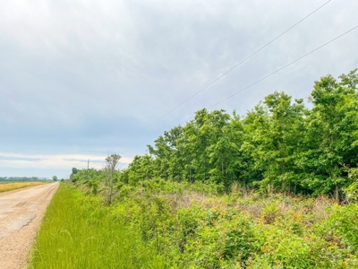 205 Acres Hunting/Recreational Land for sale in Bastrop, LA - image 4
