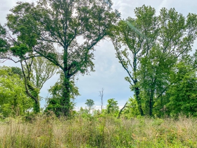 205 Acres Hunting/Recreational Land for sale in Bastrop, LA - image 16