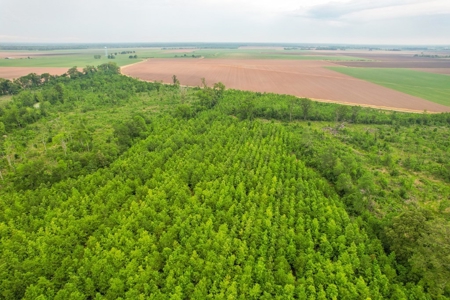 205 Acres Hunting/Recreational Land for sale in Bastrop, LA - image 23
