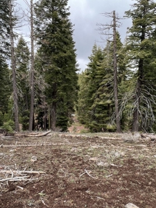 Mountain Property, Remote, Recreational, Trees, Forest - image 1