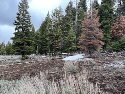 Mountain Property, Remote, Recreational, Trees, Forest - image 4