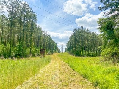 238 Acres Hunting/Recreational Land for Sale Pike County MS - image 38