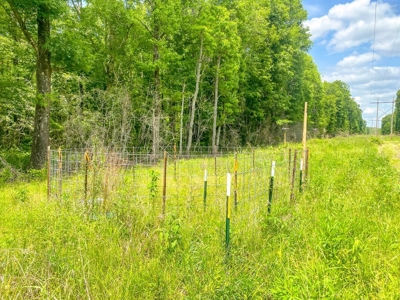 238 Acres Hunting/Recreational Land for Sale Pike County MS - image 28