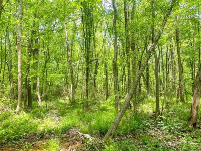 238 Acres Hunting/Recreational Land for Sale Pike County MS - image 30