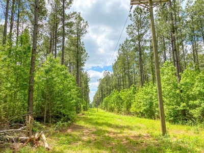 238 Acres Hunting/Recreational Land for Sale Pike County MS - image 36