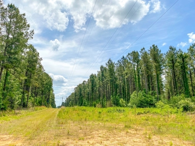 238 Acres Hunting/Recreational Land for Sale Pike County MS - image 17