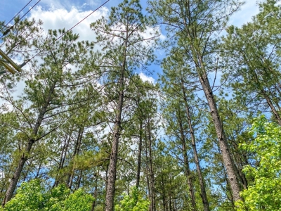 238 Acres Hunting/Recreational Land for Sale Pike County MS - image 35