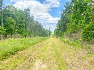 238 Acres Hunting/Recreational Land for Sale Pike County MS - image 21