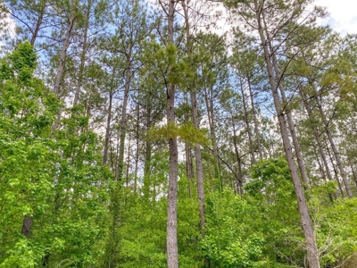 238 Acres Hunting/Recreational Land for Sale Pike County MS - image 16