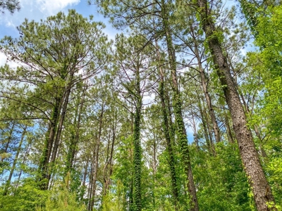 238 Acres Hunting/Recreational Land for Sale Pike County MS - image 14