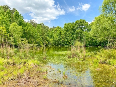 238 Acres Hunting/Recreational Land for Sale Pike County MS - image 41