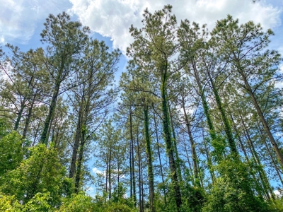 238 Acres Hunting/Recreational Land for Sale Pike County MS - image 12