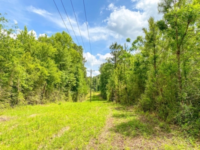 238 Acres Hunting/Recreational Land for Sale Pike County MS - image 9