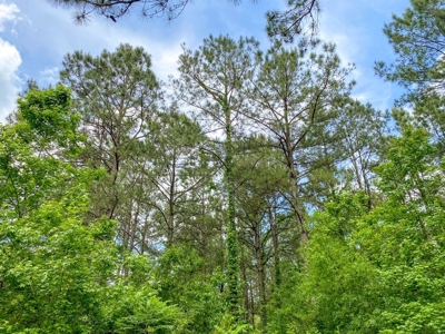 238 Acres Hunting/Recreational Land for Sale Pike County MS - image 13