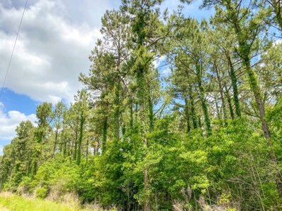 238 Acres Hunting/Recreational Land for Sale Pike County MS - image 26