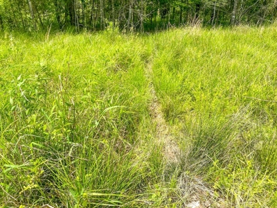 238 Acres Hunting/Recreational Land for Sale Pike County MS - image 31