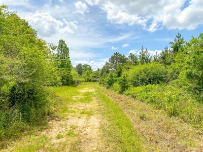 238 Acres Hunting/Recreational Land for Sale Pike County MS - image 8