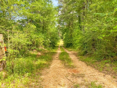 238 Acres Hunting/Recreational Land for Sale Pike County MS - image 7