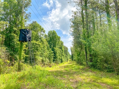 238 Acres Hunting/Recreational Land for Sale Pike County MS - image 2