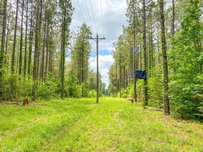 238 Acres Hunting/Recreational Land for Sale Pike County MS - image 39