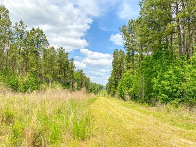 238 Acres Hunting/Recreational Land for Sale Pike County MS - image 15