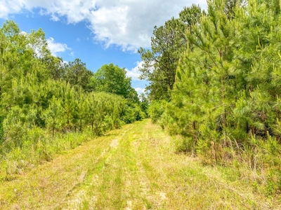 238 Acres Hunting/Recreational Land for Sale Pike County MS - image 11