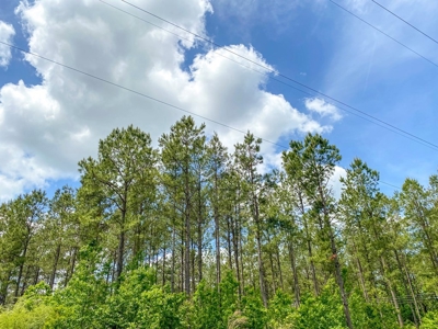 238 Acres Hunting/Recreational Land for Sale Pike County MS - image 34