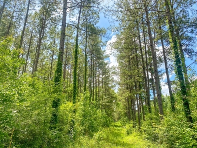238 Acres Hunting/Recreational Land for Sale Pike County MS - image 23