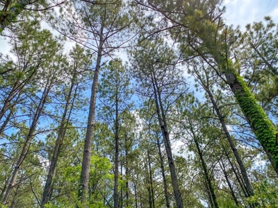 238 Acres Hunting/Recreational Land for Sale Pike County MS - image 22