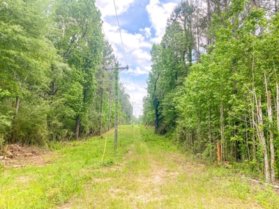 238 Acres Hunting/Recreational Land for Sale Pike County MS - image 19