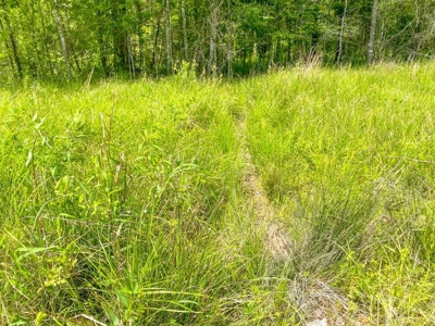 238 Acres Hunting/Recreational Land for Sale Pike County MS - image 29