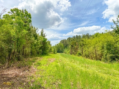 238 Acres Hunting/Recreational Land for Sale Pike County MS - image 4
