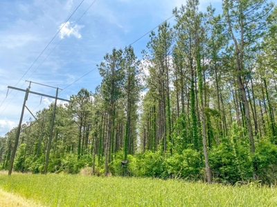 238 Acres Hunting/Recreational Land for Sale Pike County MS - image 24