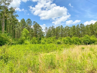 238 Acres Hunting/Recreational Land for Sale Pike County MS - image 33