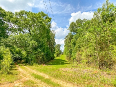 238 Acres Hunting/Recreational Land for Sale Pike County MS - image 3