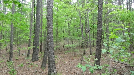 Wayne County Missouri Land For Sale - image 3